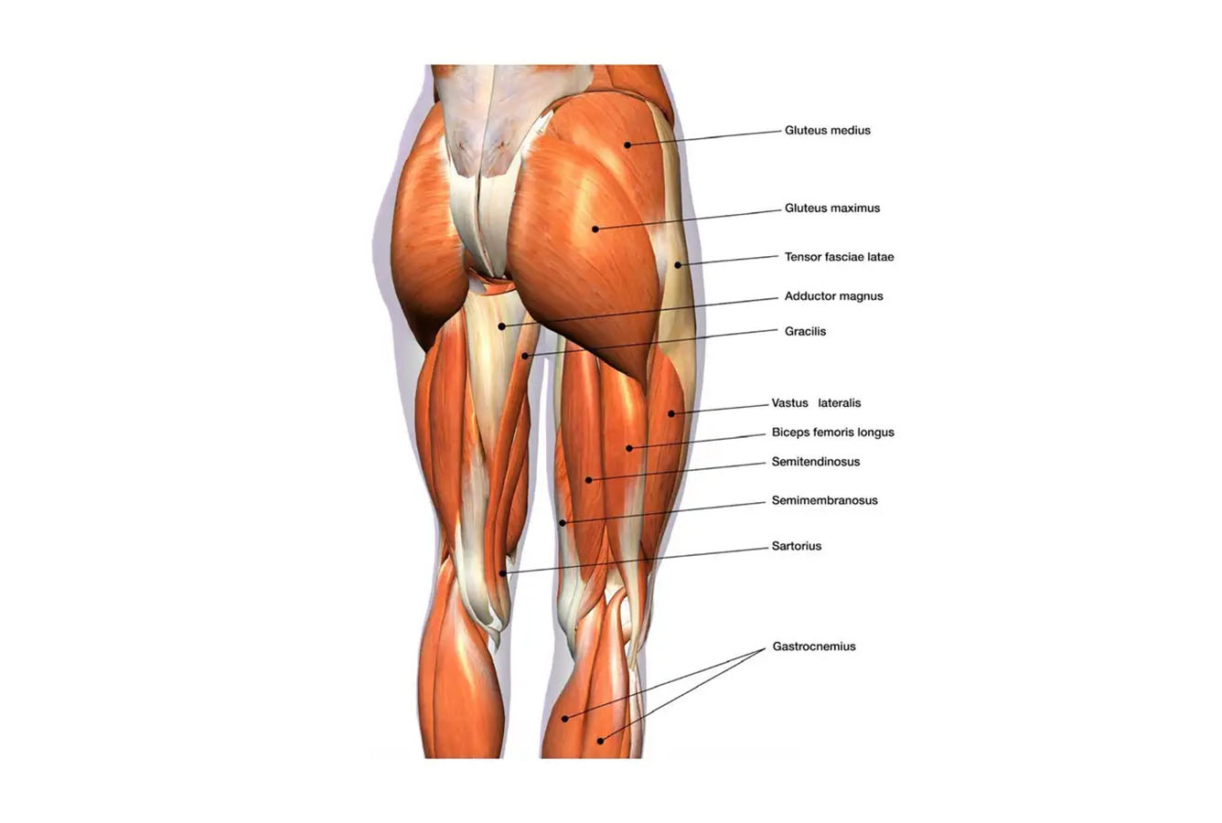 Sculptra Hip Dips Benefits, Costs, Results & Procedure Steps