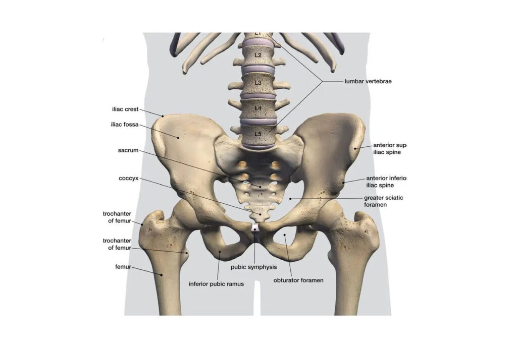anatomic diagram of the bony pelvis that includes major landmarks that determine the appearance and severity of the hip dips