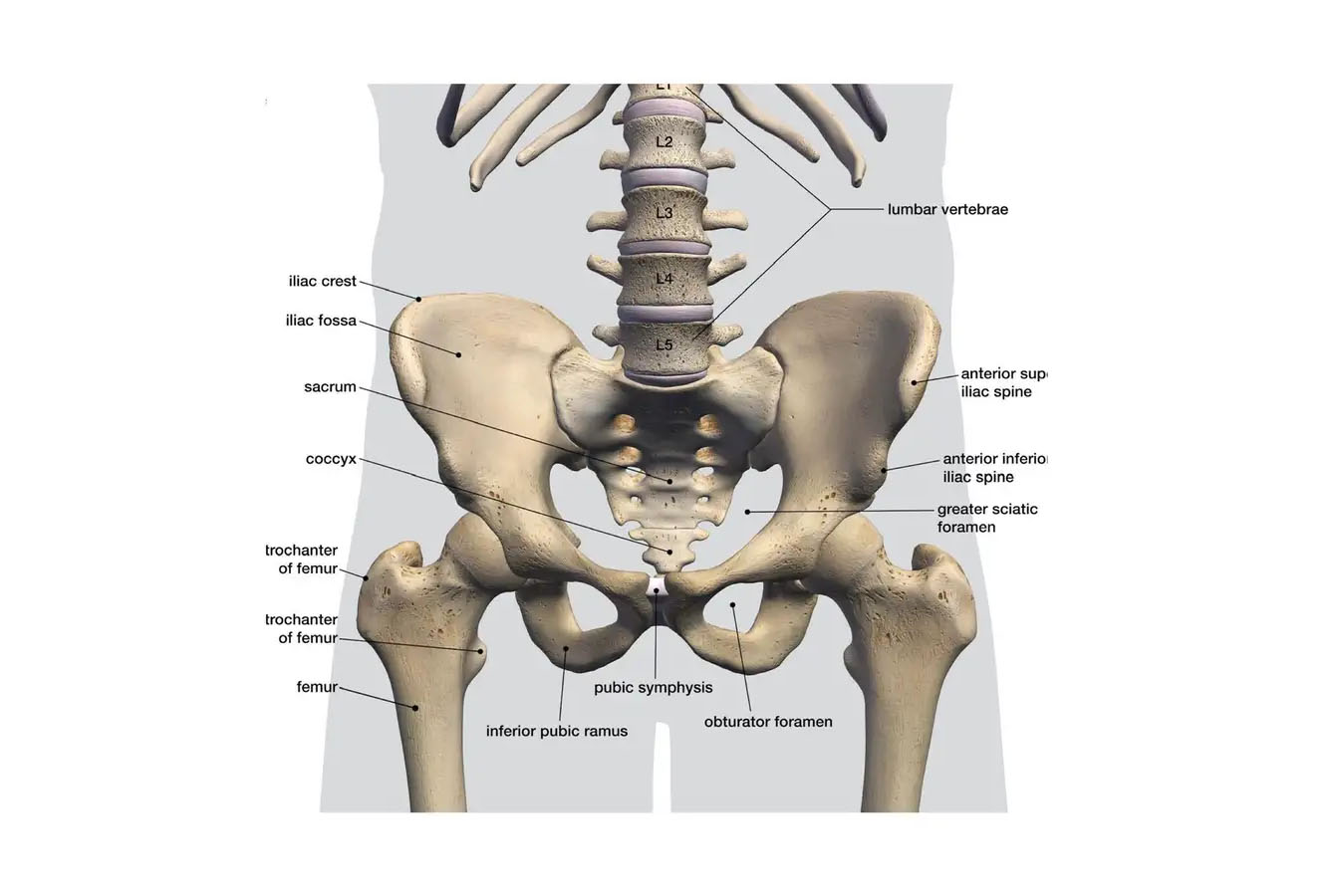 What Causes Hip Dips: A Scientific Approach to Understanding Body