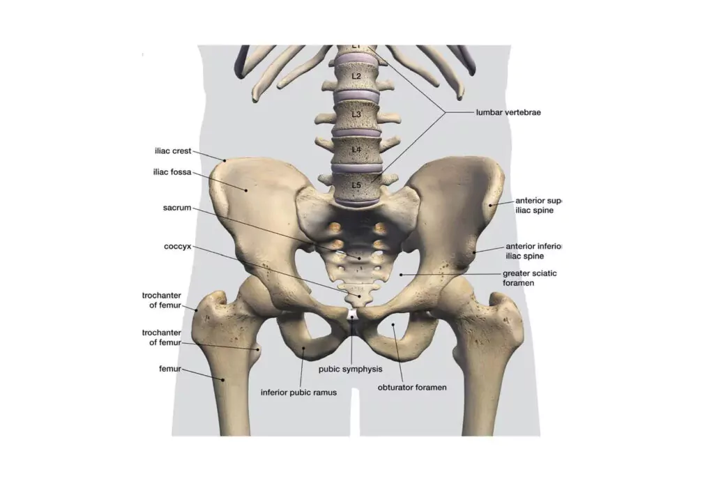 anatomic diagram of the bony pelvis that includes major landmarks that determine the appearance and severity of the hip dips